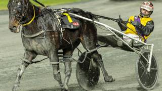 Dwyer set for Cup day thrill at Addington