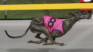 Brennan still after fast dogs in 'semi-retirement'