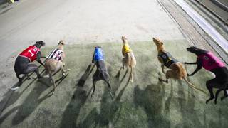 Suli enjoying purple patch with kennel star to return